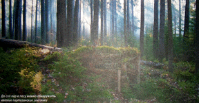 До сих пор в лесу можно обнаружить ветхие партизанские землянки