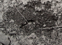 Остатки каменного фундамента Преображенской церкви, д. Покровское. 2007 г.