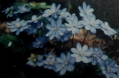 Цветы национального парка «Смоленское Поозерье»
